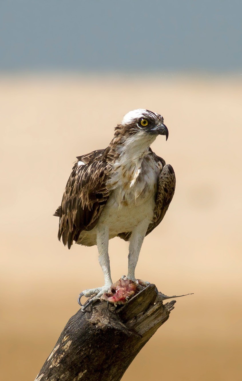 aguila pescadora