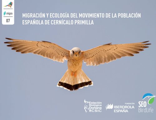 Fundación Iberdrola España and SEO/BirdLife promote the recovery of the lesser kestrel housed in the Seville Cathedral