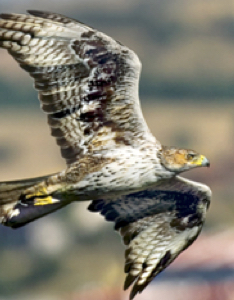 migracion-aves-fundacion-iberdrola-espana-2